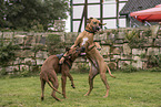 Rhodesian Ridgebacks