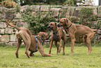 Rhodesian Ridgebacks