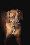 Rhodesian Ridgeback