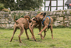 Rhodesian Ridgebacks