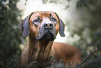 male Rhodesian Ridgeback