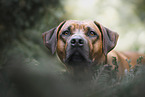 male Rhodesian Ridgeback