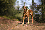 male Rhodesian Ridgeback
