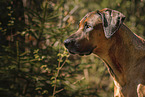 male Rhodesian Ridgeback