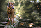 male Rhodesian Ridgeback