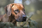 male Rhodesian Ridgeback