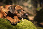 male Rhodesian Ridgeback
