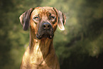 male Rhodesian Ridgeback