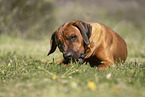 male Rhodesian Ridgeback