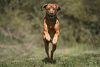 male Rhodesian Ridgeback