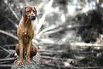 male Rhodesian Ridgeback