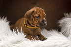 Rhodesian Ridgeback Puppy