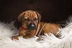 Rhodesian Ridgeback Puppy