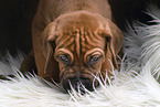 Rhodesian Ridgeback Puppy