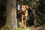 old Rhodesian Ridgeback