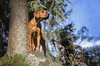 young Rhodesian Ridgeback