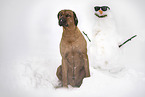 male Rhodesian Ridgeback