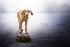 young Rhodesian Ridgeback