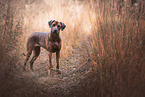 female Rhodesian Ridgeback