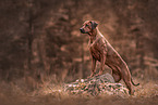 female Rhodesian Ridgeback