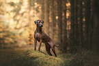 female Rhodesian Ridgeback