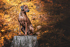 female Rhodesian Ridgeback