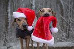 2 Rhodesian Ridgebacks