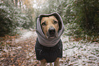 Rhodesian Ridgeback Portrait