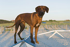 Rhodesian Ridgeback