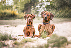 2 Rhodesian Ridgebacks