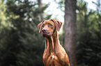 Rhodesian Ridgeback
