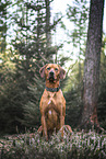 Rhodesian Ridgeback