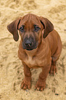 Rhodesian Ridgeback Puppy