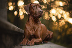 adult Rhodesian Ridgeback