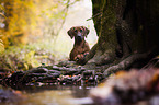 young Rhodesian Ridgeback