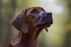 young Rhodesian Ridgeback