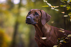 young Rhodesian Ridgeback