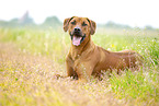 adult Rhodesian Ridgeback