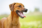 adult Rhodesian Ridgeback