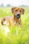 adult Rhodesian Ridgeback