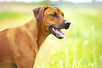 adult Rhodesian Ridgeback