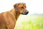 adult Rhodesian Ridgeback