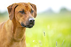 adult Rhodesian Ridgeback