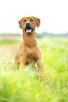 adult Rhodesian Ridgeback