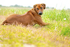 adult Rhodesian Ridgeback