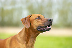 adult Rhodesian Ridgeback