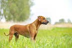 adult Rhodesian Ridgeback