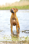 adult Rhodesian Ridgeback