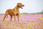 adult Rhodesian Ridgeback