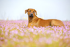 adult Rhodesian Ridgeback